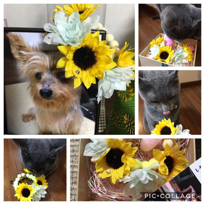 F7a05608 dc53 403a 9b8f 8ab8b81fe313 1566197912924