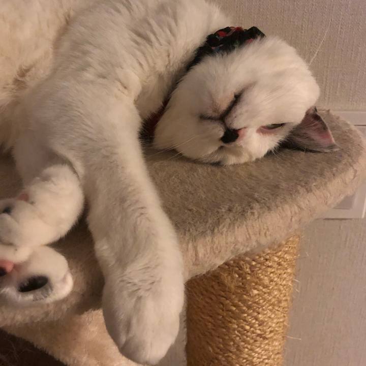 F7a09456 e5d3 47e4 aa19 c3b2b77e68f1 1526388033484