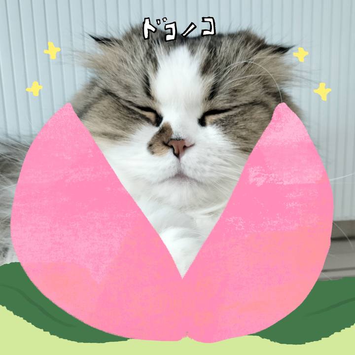 F7a25592 7cfd 4232 908e 2340f60cdae7 1772243119440