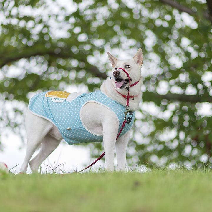 F7a303cc d1e3 4cf9 9f2e 7214bebc77cf 1534442038092