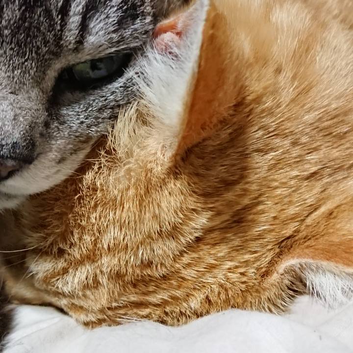 F7a39e72 821a 40b7 8ff9 7db74f1d4bcf 1587301395663