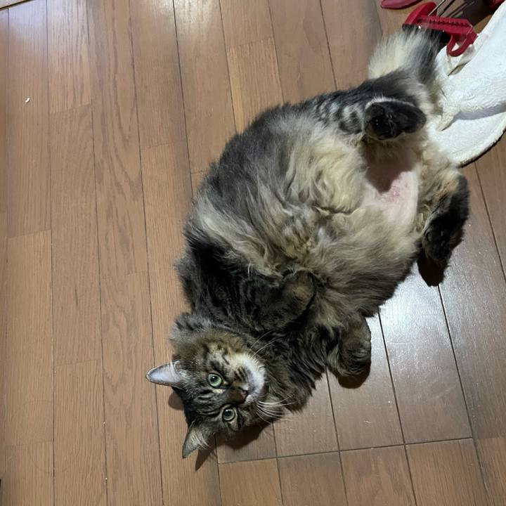 F7a3d8ba e53c 4cf0 847f cbce0ea76231 1764925131530