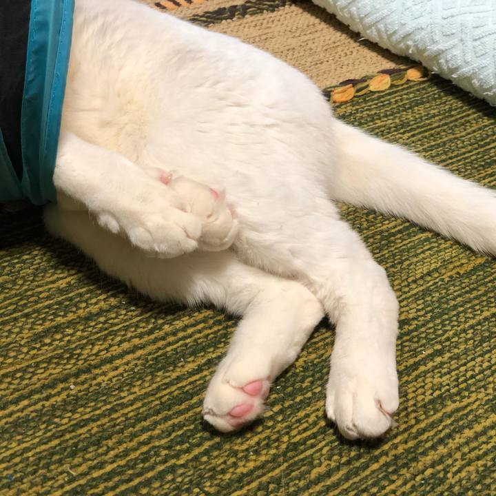 F7a54e49 e8b4 41d4 9afe 055ade90d636 1547466501860