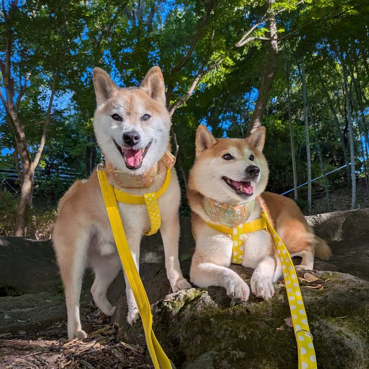 F7a581e6 b67c 448c 89a9 0065fdb6f88e 1753750823001