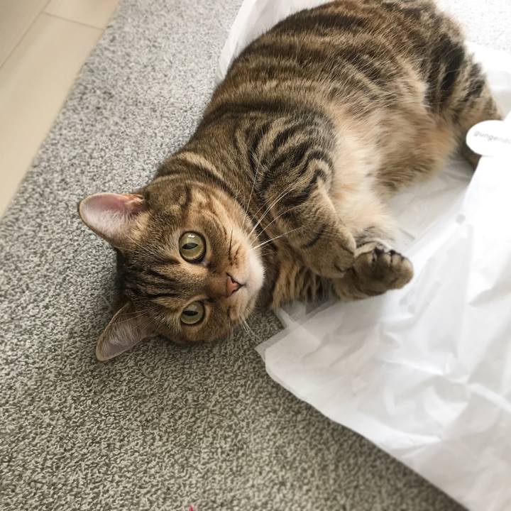 F7a6620c 04ef 463b a74a 518862c7d393 1541050669808