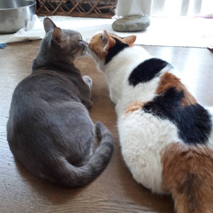 F7a71492 d767 4ad7 a2c8 a866e0d7996d 1535944282638