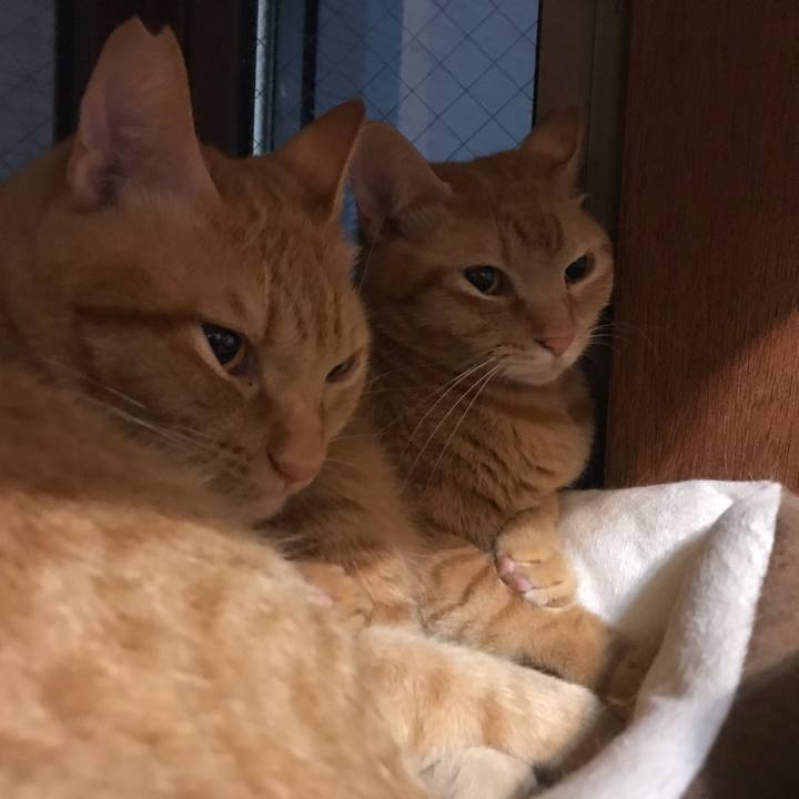 F7a84419 74cf 4397 9ac2 0471da01997c 1590142869123