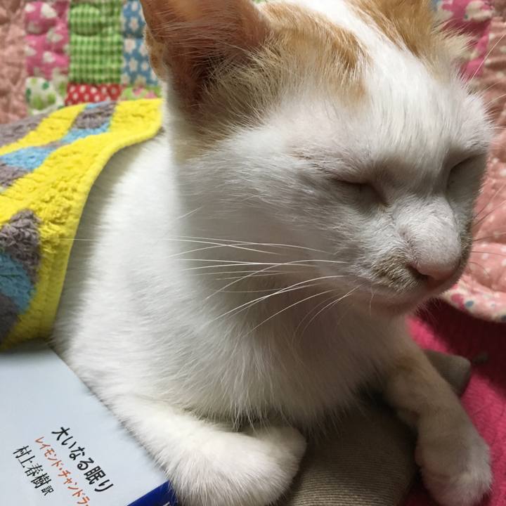 F7a9547e ba9a 45cb af1d 86ffff7382f2 1537703628654