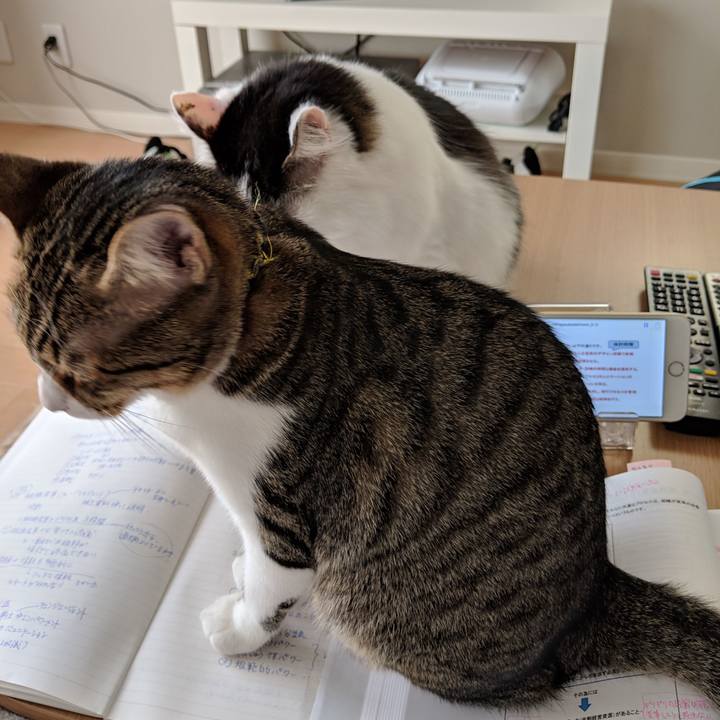 F7b4a997 647e 4e2e 96ce 9885aab64958 1544921838160