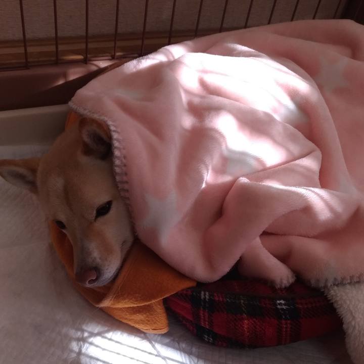 F7b4ad21 b346 4758 88f5 2125219ced5a 1547781272979