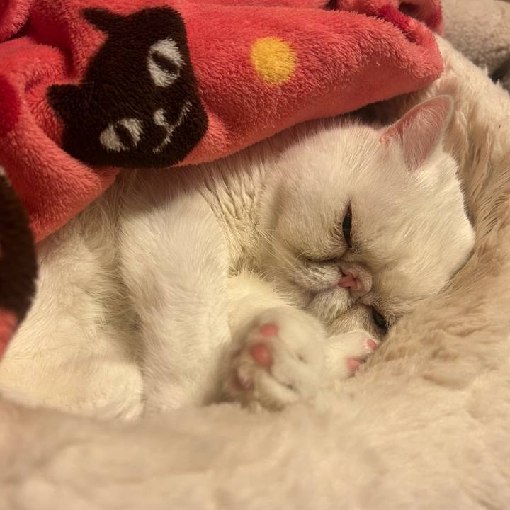 F7b680b0 6ea4 43b9 a157 400926315359 1766917617476