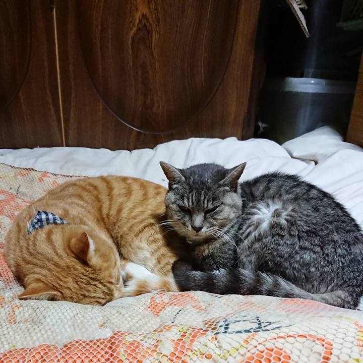 F7bc3dd0 f9c0 4179 b374 a3ee40270488 1573648331586