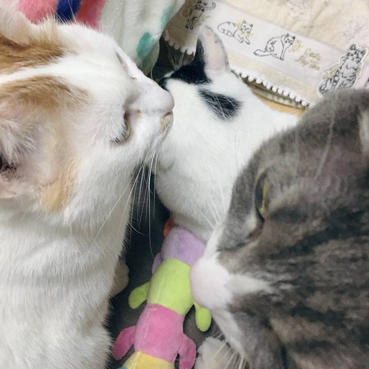 F7bf1441 fe0f 461b 86dd cf8ca74ac684 1581329860778