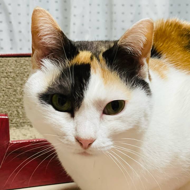 F7c0a6c8 d17f 4e46 a32e af7aad2f411d 1619229134578