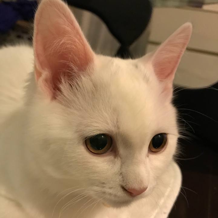 F7c0b49c f960 4d92 a4ac 3f97c6f54c84 1511692965966