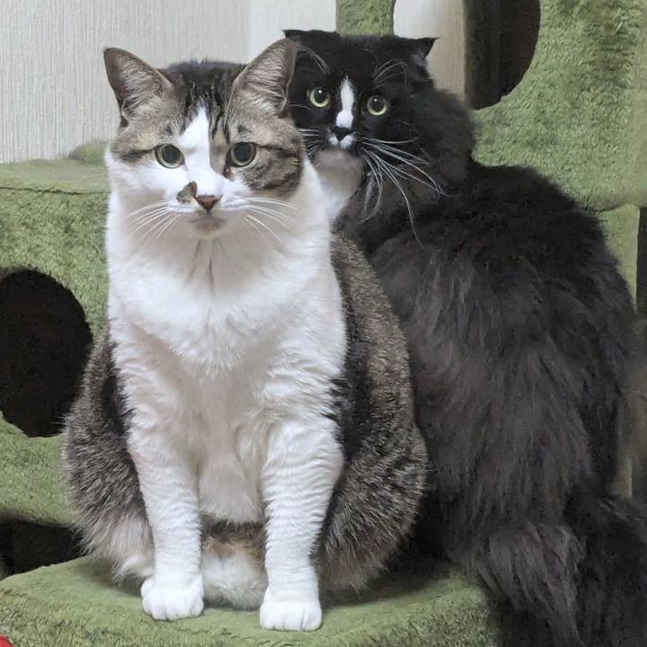 F7c295a8 7082 428d 963c f6e81d7afca3 1737587021853