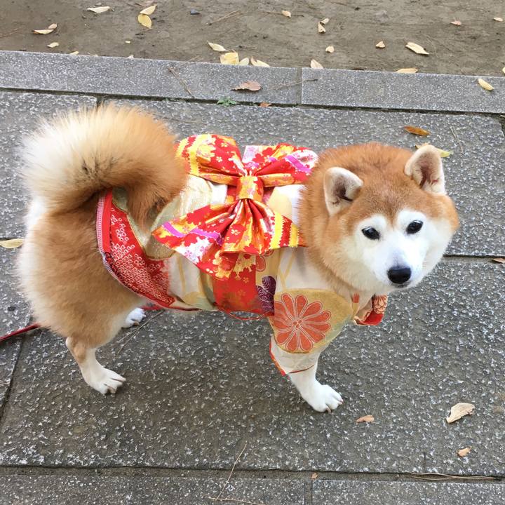 F7c9dfb3 e7e3 411c b425 1bb09162f8d4 1542453167549