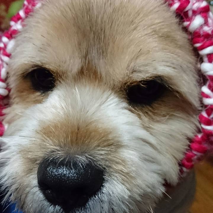 F7ca8ae6 6135 4306 abb9 35571c3829b3 1513893436232