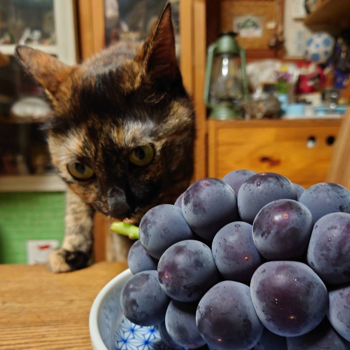 F7cf5adb 41f6 49b9 9ee7 3059a8c4f72c 1660814319127