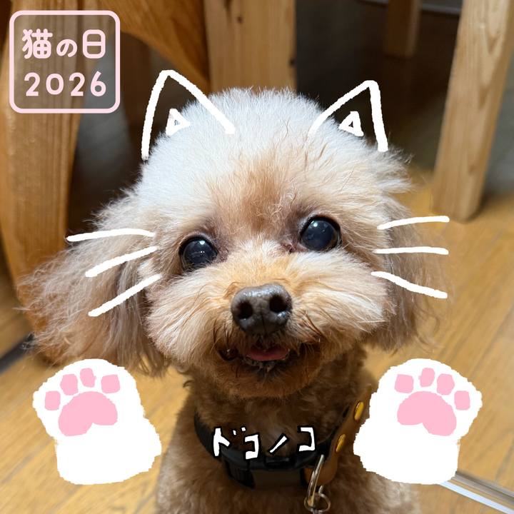 F7cffb52 c316 4acf 86be 1fb2c011fc9e 1771744701035