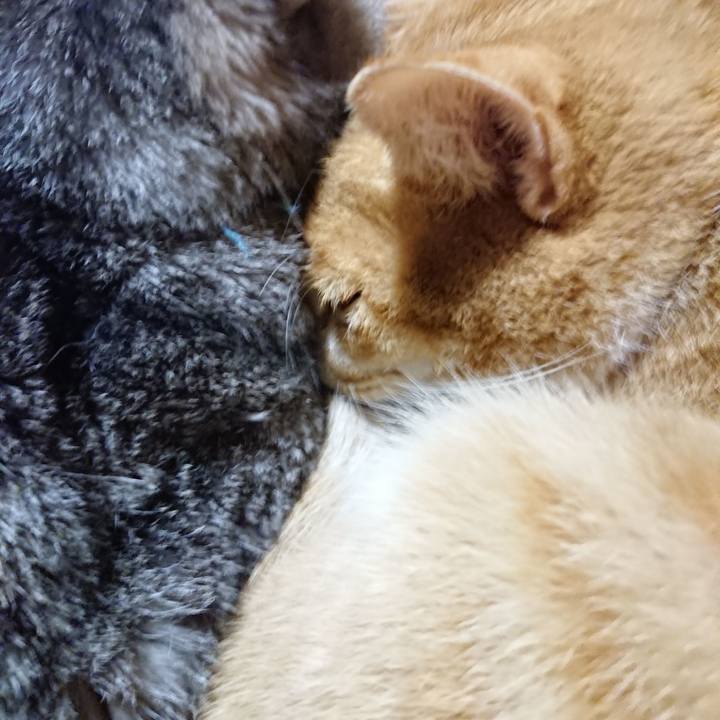 F7d0b471 fc00 4ed4 941b fcdef4179d36 1573737059840