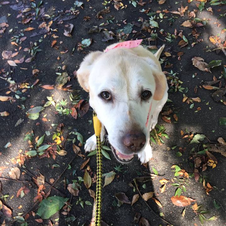 F7d29cee 353c 4cca 8694 a185bcda1535 1508818064561