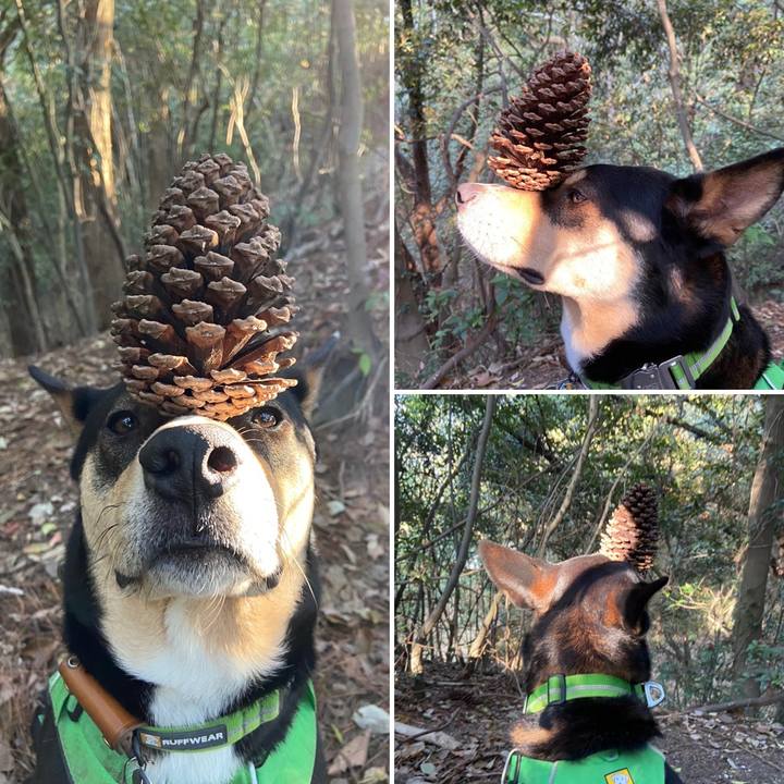 F7d54e36 6a59 4778 b302 f1bbc61e80c9 1586564376290