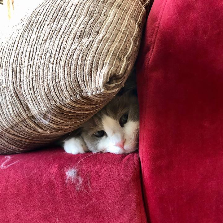 F7dfe752 075b 4f80 8496 d072bf1e0458 1603848138826