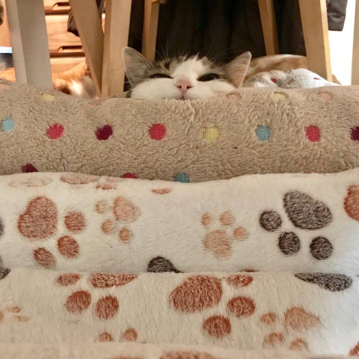 F7e374d8 9820 43af 9e87 4aaffe7399ff 1546857392086