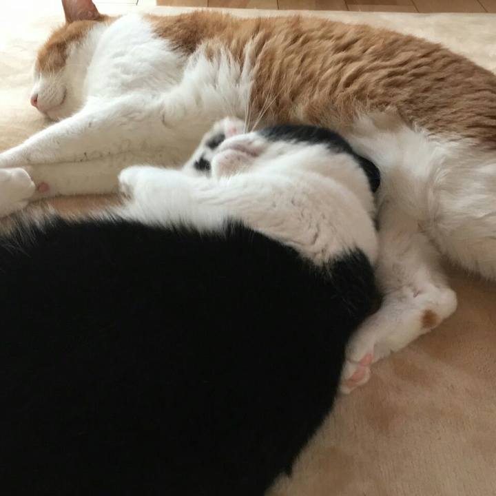 F7e3faf7 17b2 401b b564 c6c51aa7921b 1509779935871