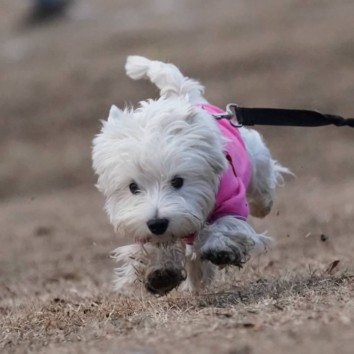 F7e68514 88ab 4573 a56d d1195512756a 1517317099329