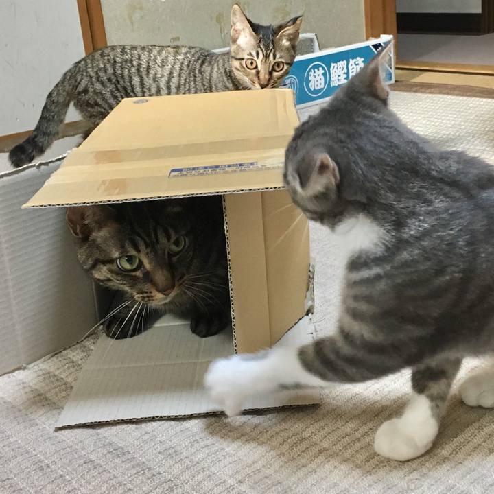 F7e774bf 69e0 4e58 98e5 28b99957b7fe 1535082472394