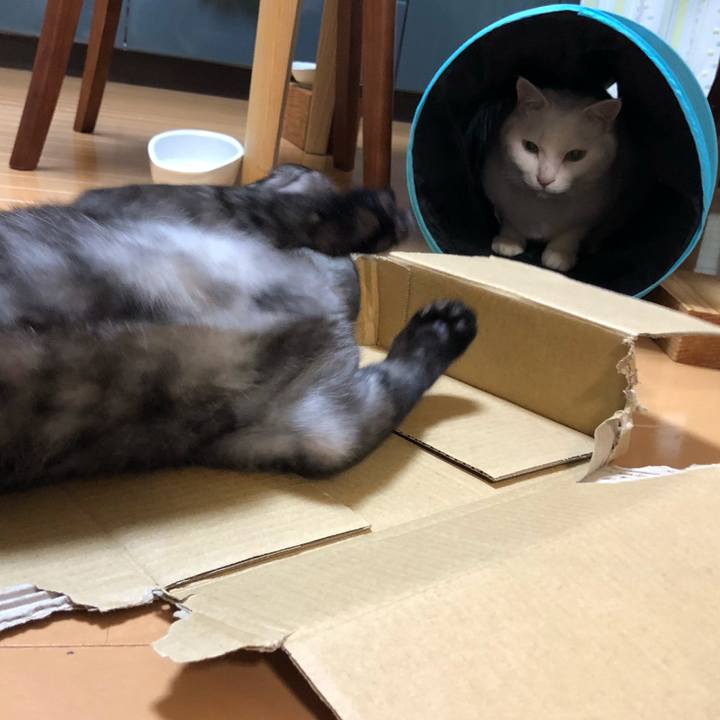 F7f04292 99aa 4ecb 8cbc 238a8b7d3252 1598450221323