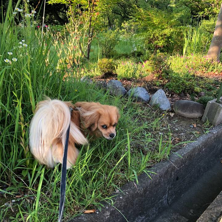 F7f1bc18 4c75 406e 822c 8cf42a23bee0 1529615829710