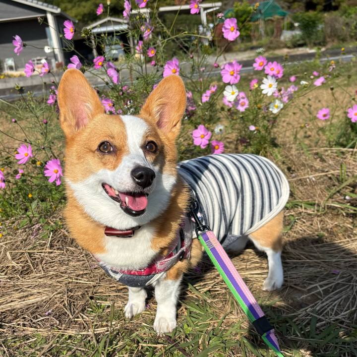 F7f45d74 f3b4 4cfe 820a 55f8401950c8 1762584307195