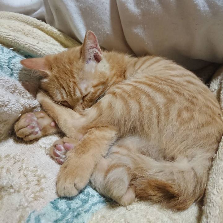 F7f6ea0f 51a7 4470 90aa b1e50b12abf7 1632572197378