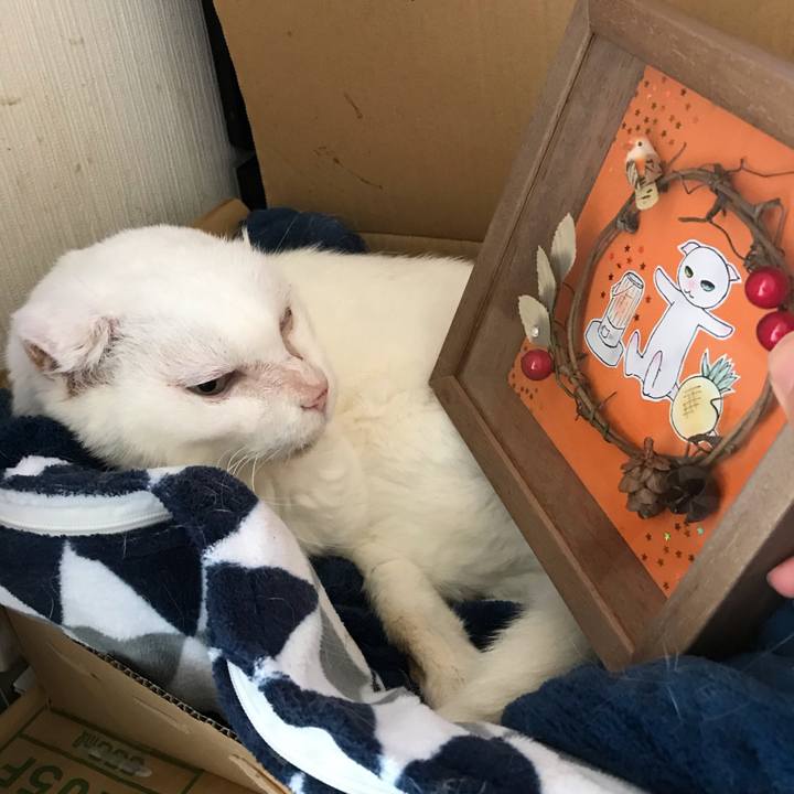 F7f7bf4e e1cd 43d7 9a43 0db1b49beed5 1540283721851