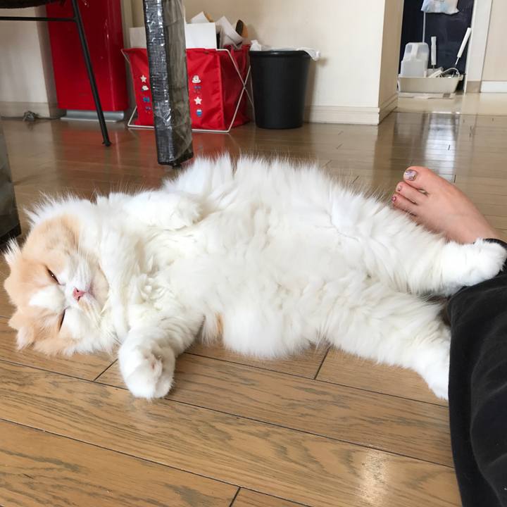 F7faff72 4265 4e54 9f4c d8324a09d712 1530534055187