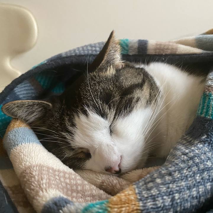 F7fc9a41 346a 4a2b a726 a28370caeed7 1604017247177