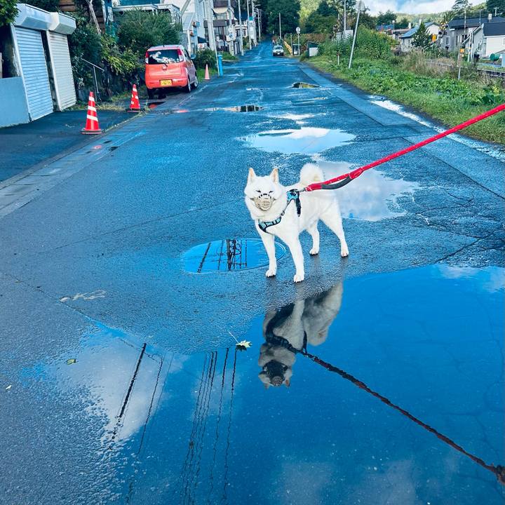 F7fe6a6d 4861 4f52 830b 43dc0f6cf2de 1728116628518