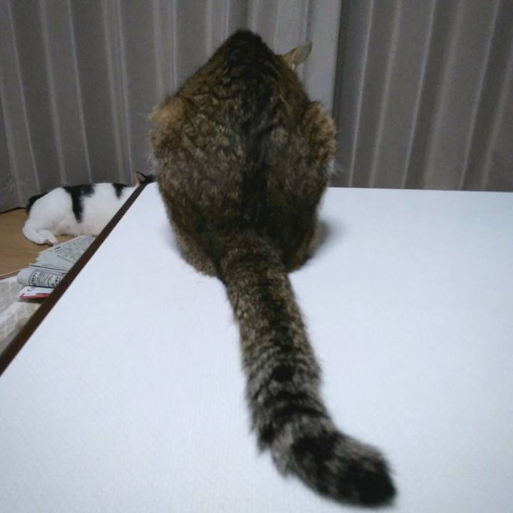 F7ffb00f 424d 406e 801e 660f3a883369 1549453355930