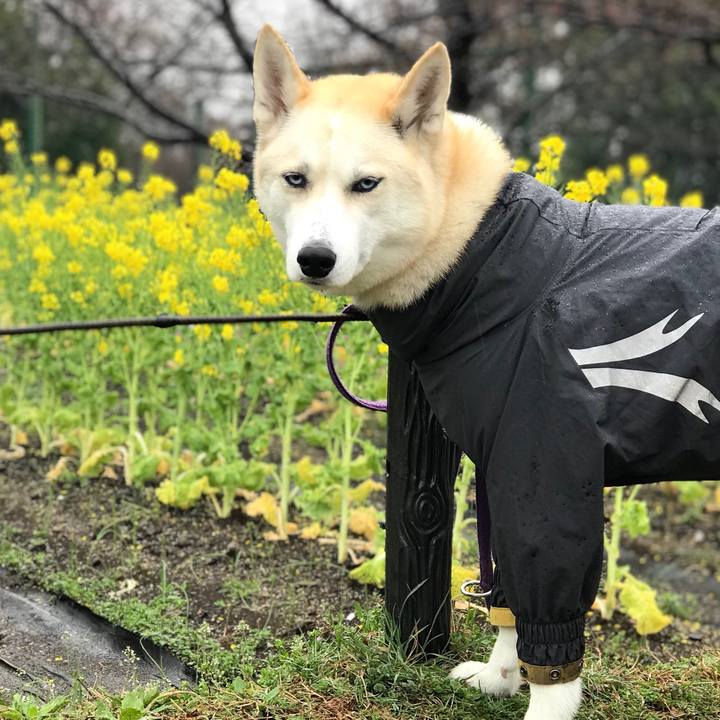 F803ec67 e3b2 46aa a748 cd6b733d6d3d 1521508282244