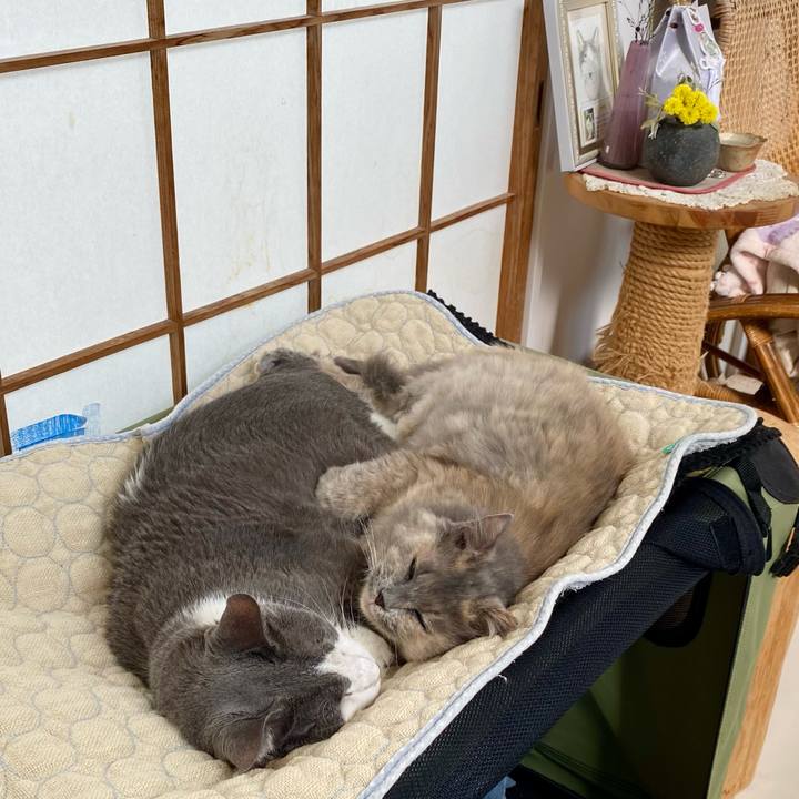 F809f93e 6b4f 48d0 9054 1f80b49a74b8 1759036898588