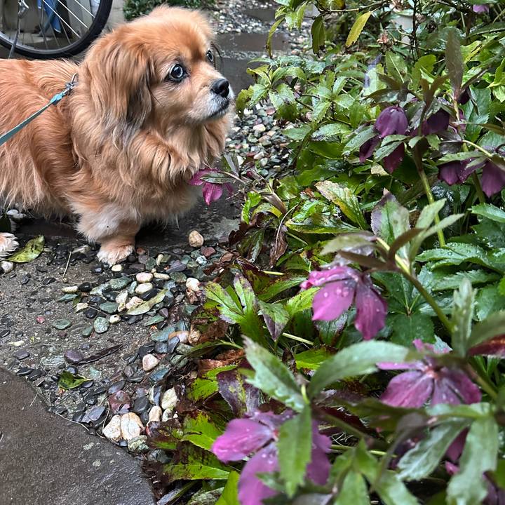 F80afb8f cd40 41d8 8649 d9423f3b8545 1742334467657