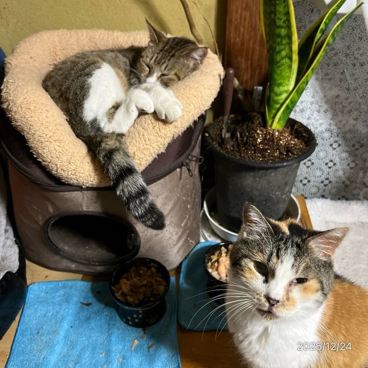 F80bd126 1bd5 448e 8cbd df2b8e5bf605 1766527261919