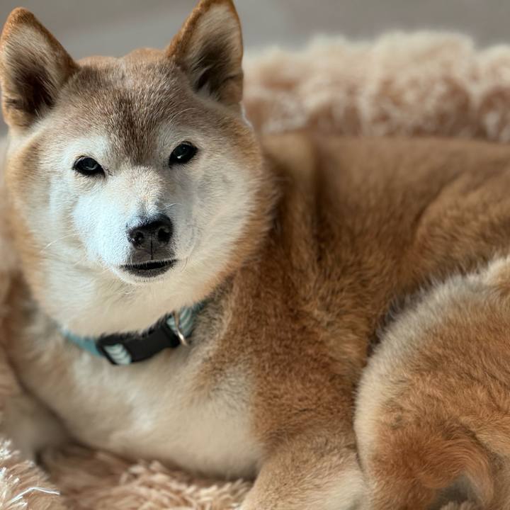 F810aaf1 805a 463a 859a 08cae1935753 1765819918453