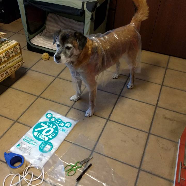 F81125e8 79d0 4eaa 8258 67077791fde8 1539298405125