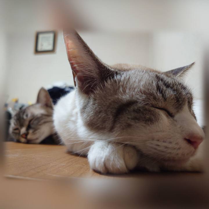 F81291d0 6cb9 442a b5c6 e0d4a630a13b 1754312478713