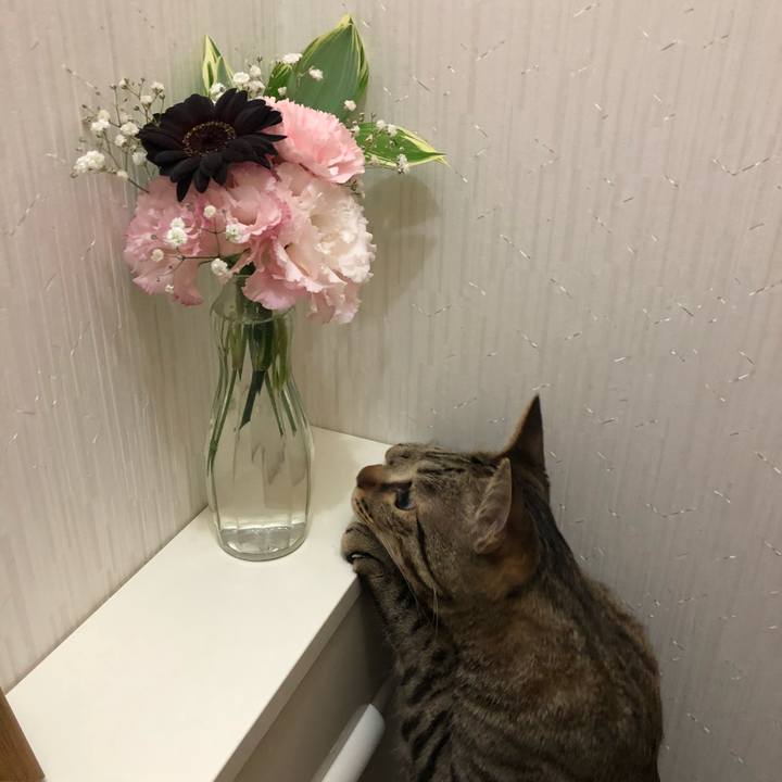 F8171a4f 3196 4be7 a0a7 bd6a03fe0369 1525549196072