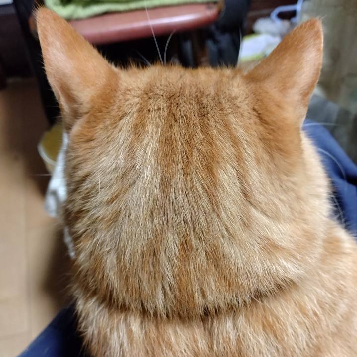 F81a9ea8 5d31 4272 93dd 5a09fe185e6b 1698407921775